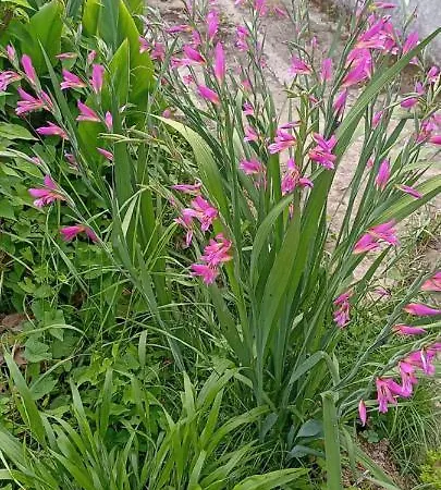 Corfu Bay Sea View 100m From The Benitses (Corfu)